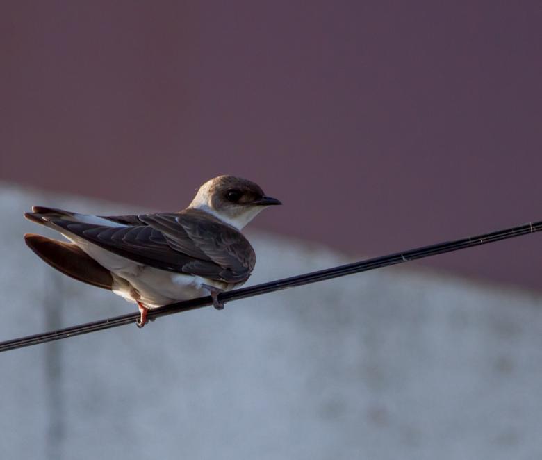 Free stock image of Golondrina created by Oscar Daniel Devitta