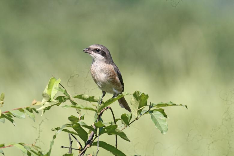 Free stock image of Isabelline shrike created by sylvester alphonso