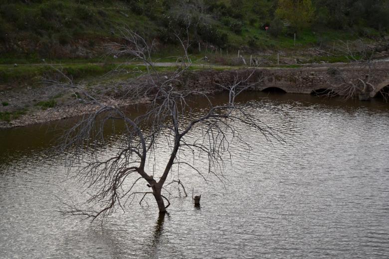 Free stock image of Dry tree in the river created by Pedro P. Alcantara