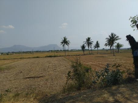 Agricultural fields - Free Stock Photo