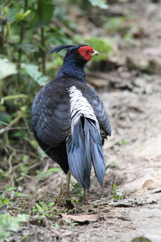 Free stock image of Khalij pheasant created by sylvester alphonso