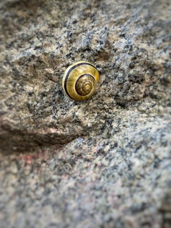 Free stock image of Snail created by Luscinia