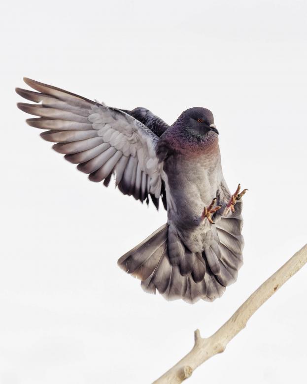 Free stock image of Pigeon landing with wings back created by Geoffrey Whiteway