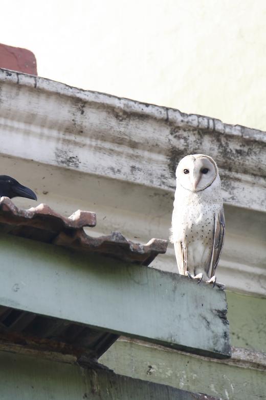 Free stock image of Barn owl created by sylvester alphonso
