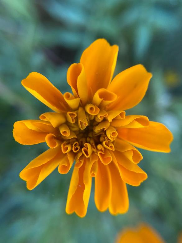 Free stock image of Flower Blossom created by Tanvir Md. Hasan Anwar