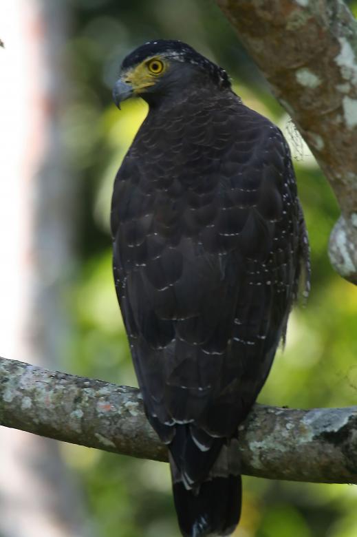 Free stock image of Crested serpent eagle created by sylvester alphonso