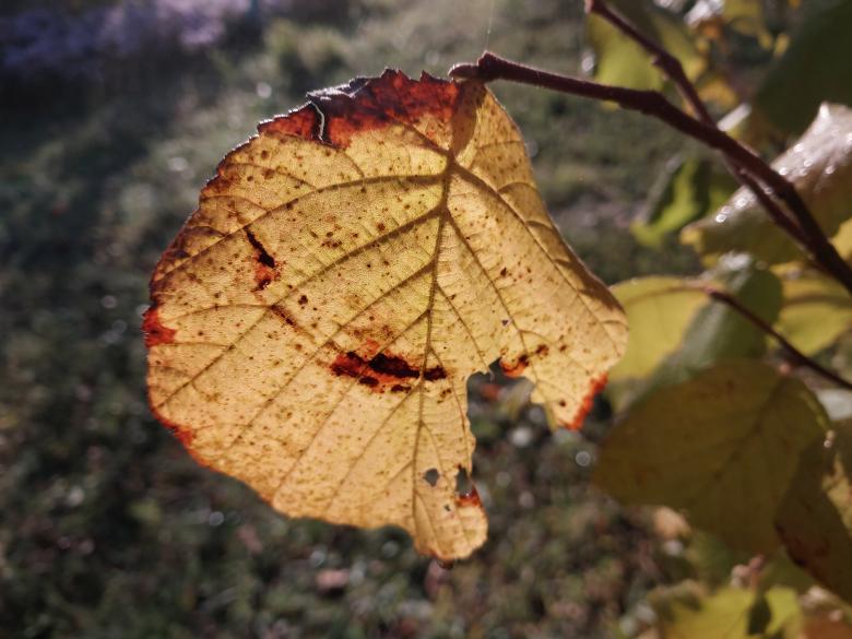 Free stock image of Sunlight penetrates through a leaf of a tree created by Oleg Prokopenko