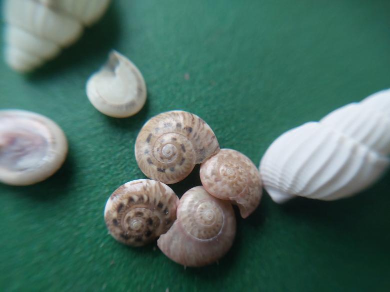 Free stock image of Sea and ocean small shells created by Oleg Prokopenko