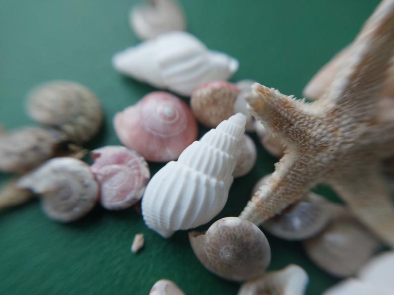 Free stock image of Sea and ocean small shells created by Oleg Prokopenko