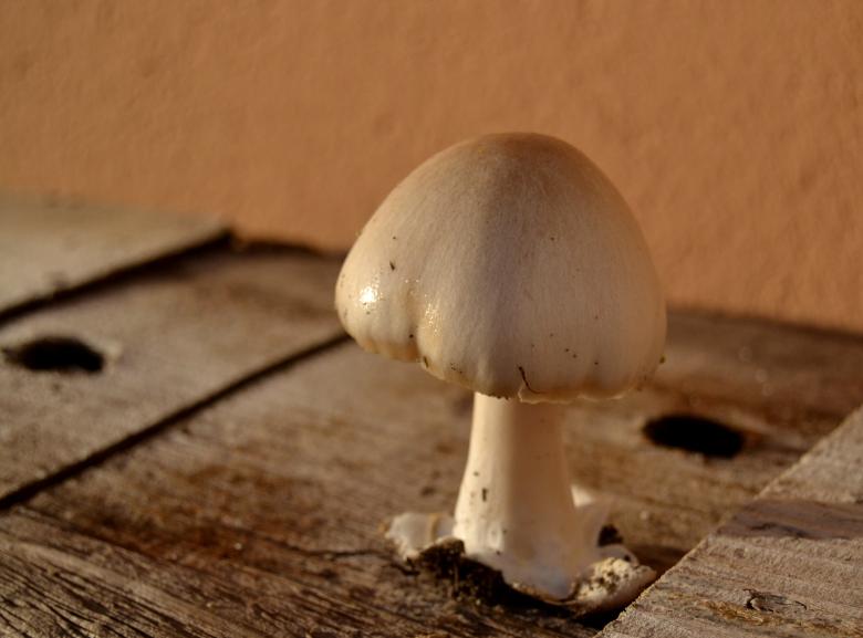 Free stock image of White mushroom created by Pedro P. Alcantara
