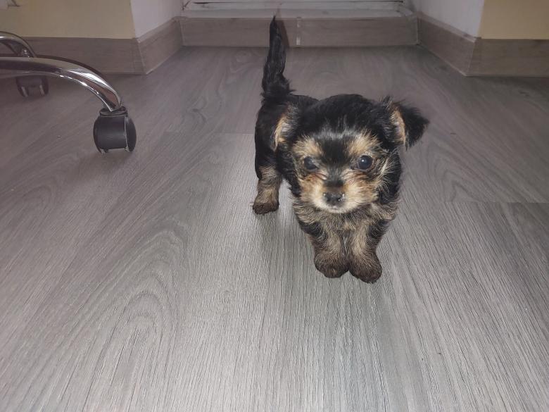 Free stock image of Puppy two months old Yorkshire terrier breed created by Oleg Prokopenko