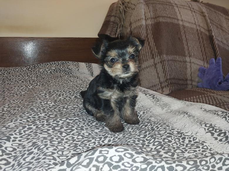 Free stock image of Puppy two months old Yorkshire terrier breed created by Oleg Prokopenko