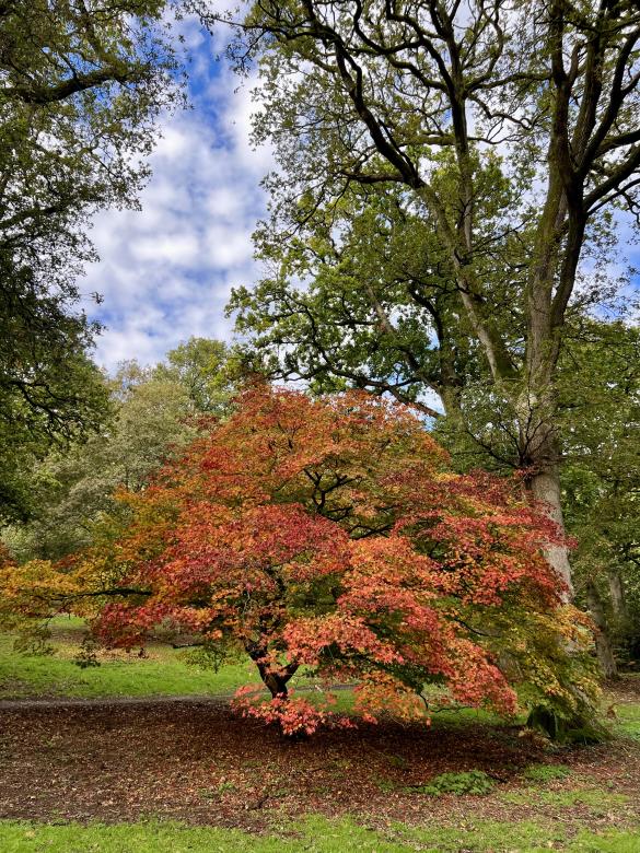 Free stock image of Colorful Trees in Fall created by Cenk Serçe