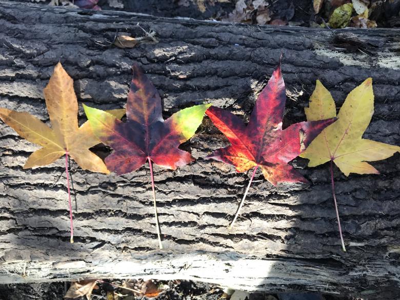 Free stock image of Leaves on the Wooden Log created by Cenk Serçe