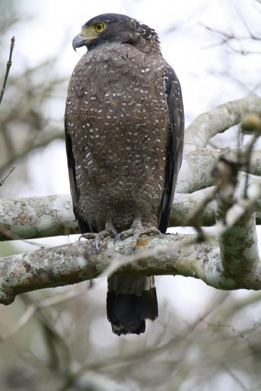 Free stock image of crested serpent eagle created by sylvester alphonso