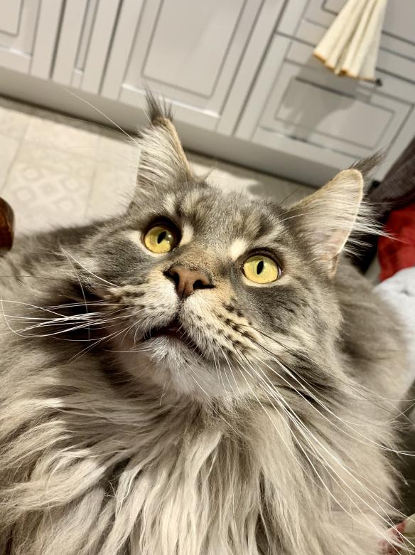 Free stock image of Cat Tomas created by Dmytro Birkovich