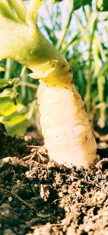 Free stock image of Vegetable garden created by Neeraj Kumar