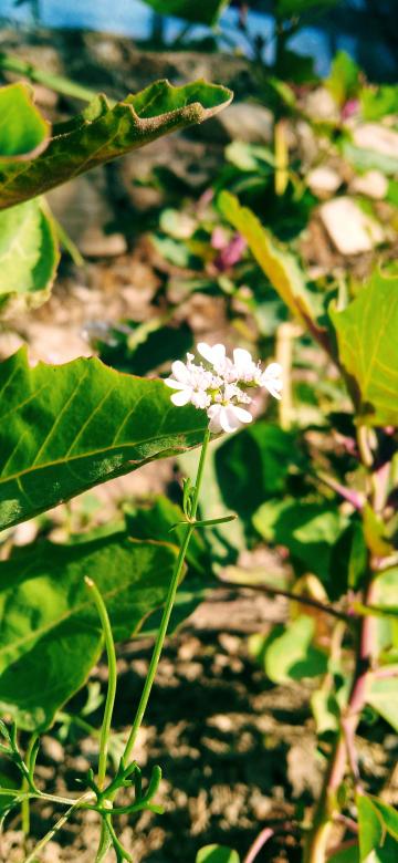 Free stock image of Flower  created by Neeraj Kumar