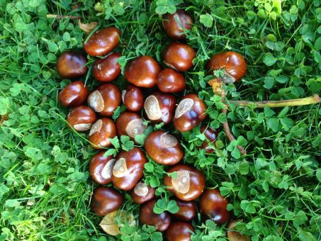Chestnuts in the grass - Free Stock Photo