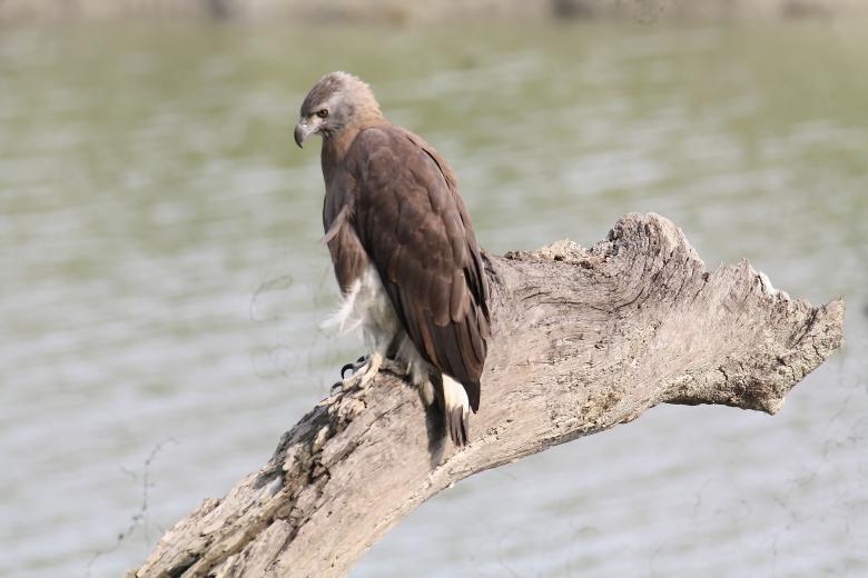 Free stock image of grey headed fish eagle created by sylvester alphonso