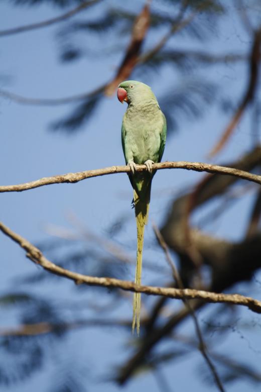 Free stock image of rose ring parakeet created by sylvester alphonso