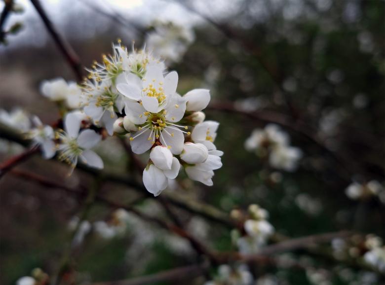 Free stock image of Spring flowers created by Alen