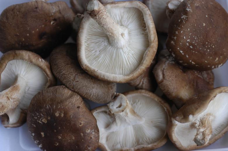 Free stock image of Shitake  created by Paulo Pedro P R Costa