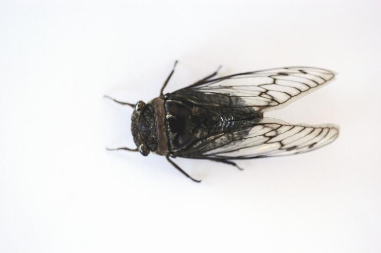 Free stock image of Cigarra created by Paulo Pedro P R Costa
