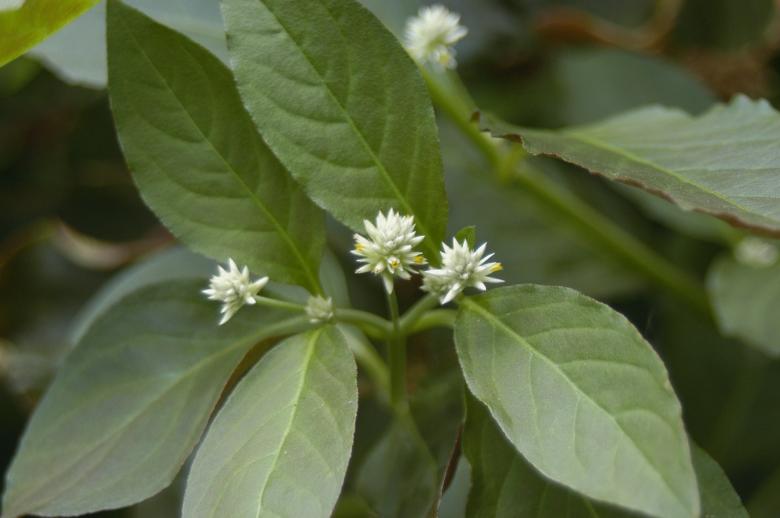Free stock image of Penicilina created by Paulo Pedro P R Costa
