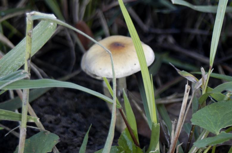 Free stock image of Fungi created by Paulo Pedro P R Costa