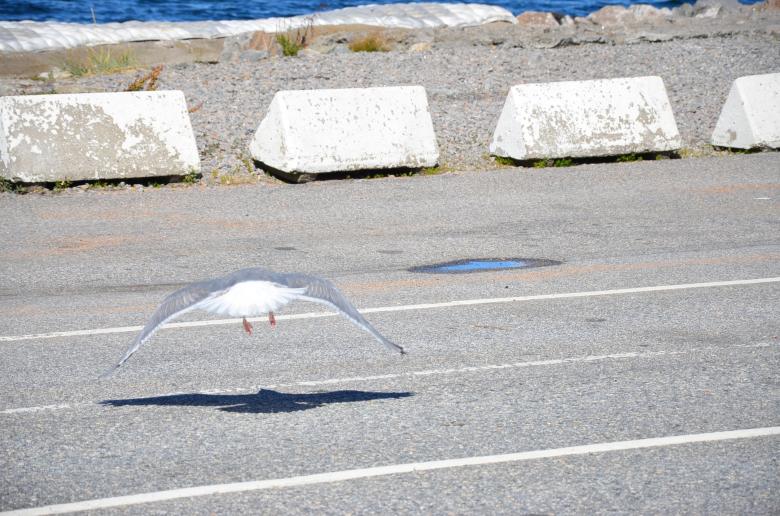 Free stock image of A seagull is landing on a road created by Erik Schellingerhout