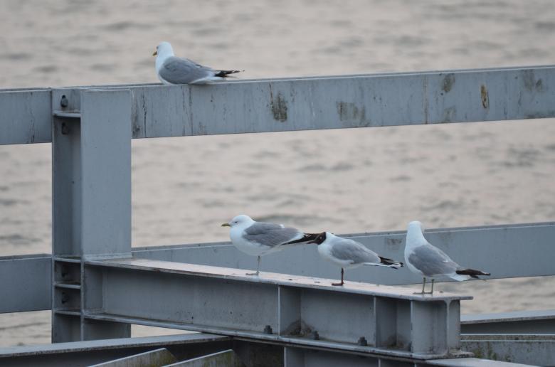 Free stock image of a few seagulls are resting created by Erik Schellingerhout
