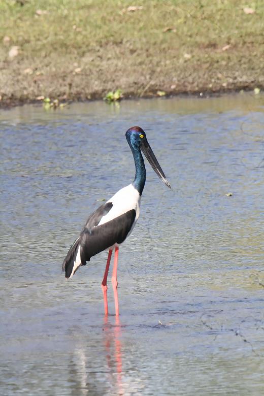 Free stock image of black neck stork created by sylvester alphonso