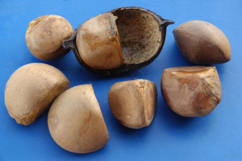 Free stock image of Andiroba (Carapa guianensis)  created by Paulo Pedro P R Costa