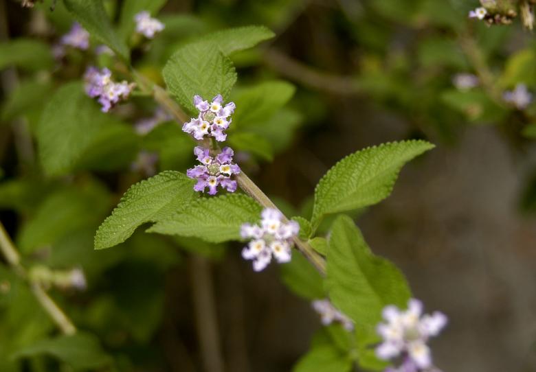 Free stock image of Erva Cidreira created by Paulo Pedro P R Costa