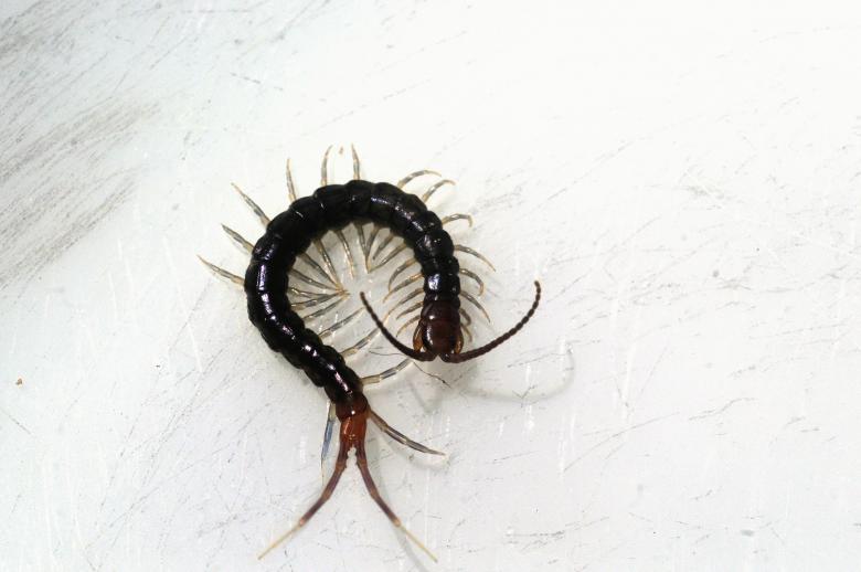 Free stock image of Lacraia (Fam. Scolopendridae) created by Paulo Pedro P R Costa