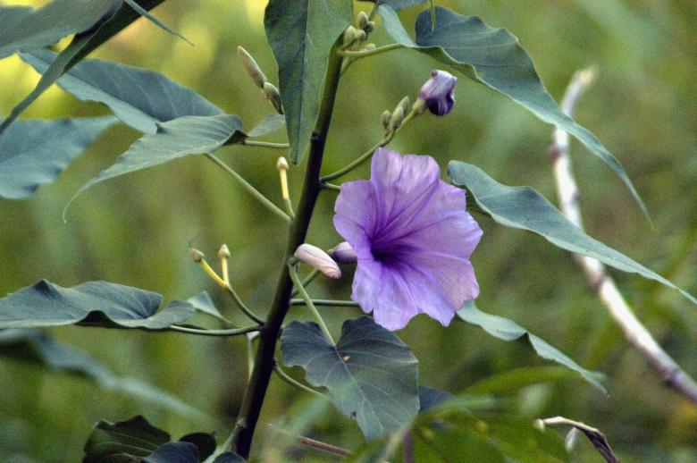 Free stock image of Ipomea arborea  created by Paulo Pedro P R Costa