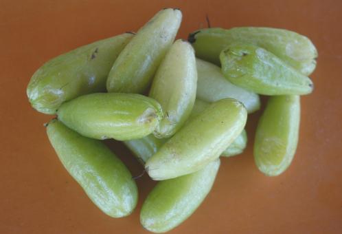 Biri-biri (Averrhoa bilimbi) - Free Stock Photo