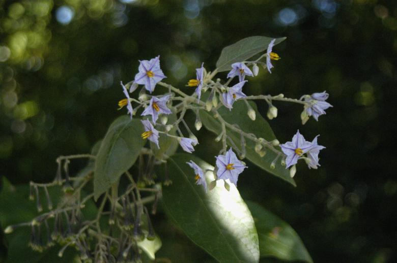 Free stock image of Jurupeba created by Paulo Pedro P R Costa