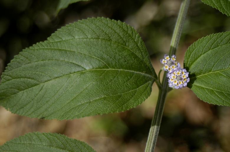 Free stock image of Erva Cidreira (Lippia alba) created by Paulo Pedro P R Costa
