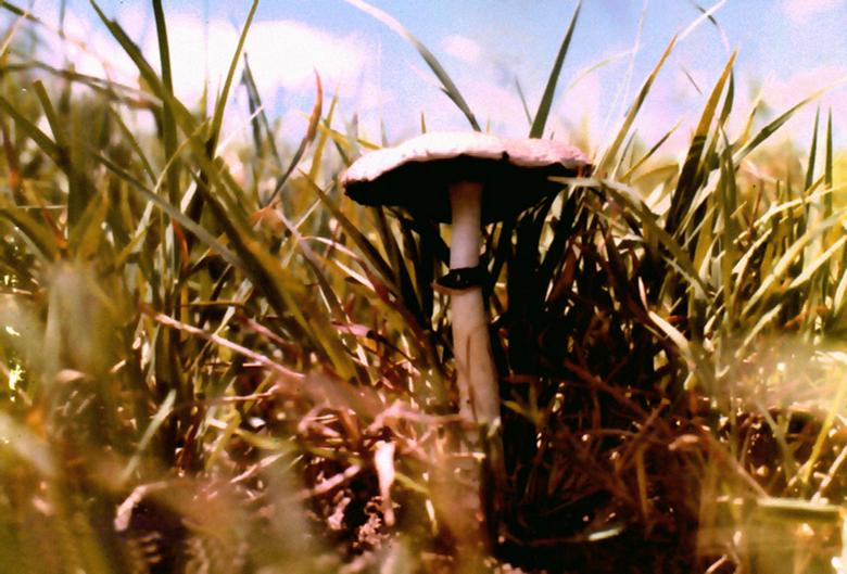 Free stock image of Psilocybe cubensis created by Paulo Pedro P R Costa