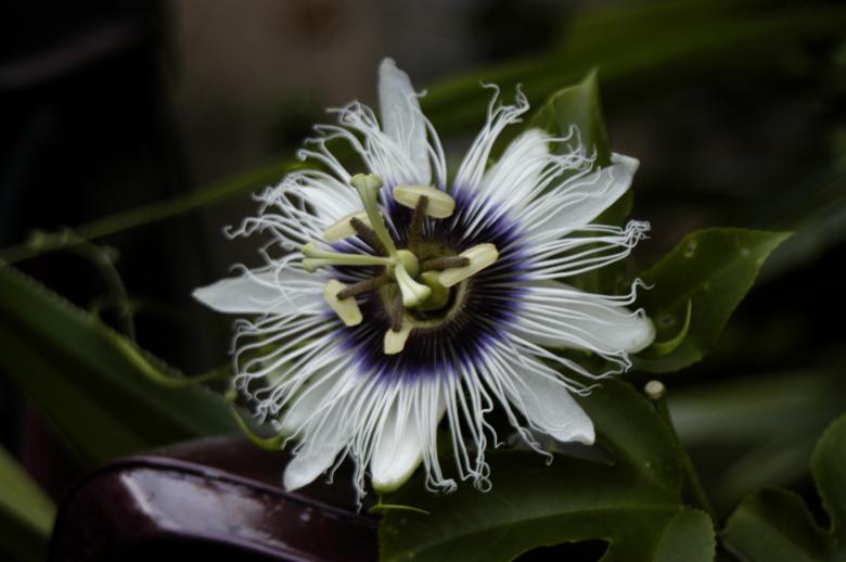 Free stock image of Maracujá (Passiflora edulis) created by Paulo Pedro P R Costa