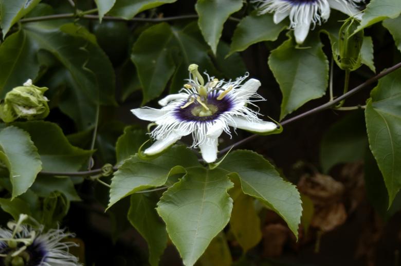 Free stock image of Maracuja  created by Paulo Pedro P R Costa