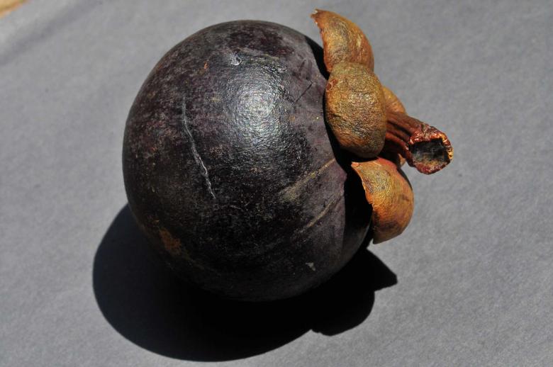 Free stock image of Mangostão  created by Paulo Pedro P R Costa