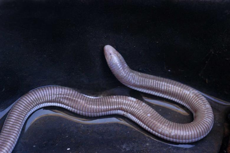 Free stock image of Cobra de duas cabeças created by Paulo Pedro P R Costa
