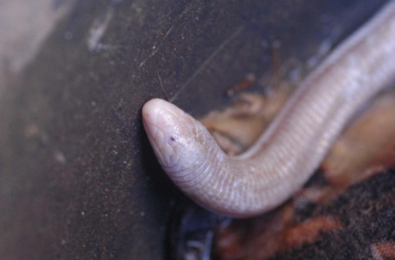 Free stock image of Cobra de duas cabeças created by Paulo Pedro P R Costa