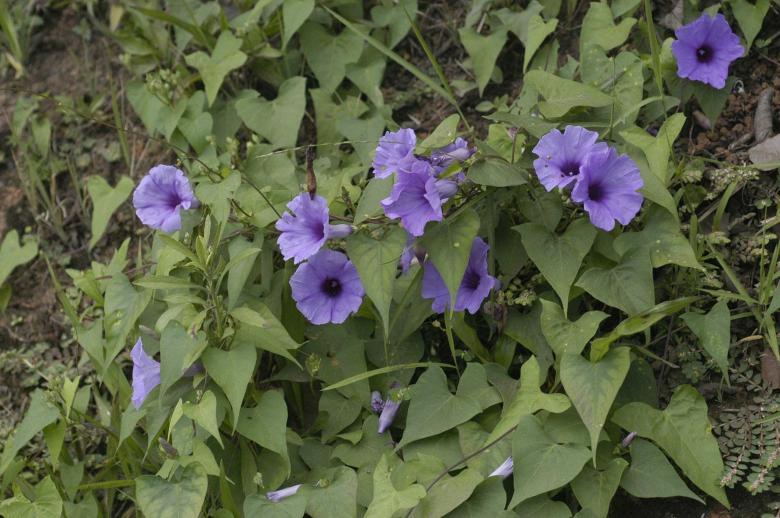 Free stock image of Ipomoea (Convolvulaceae) created by Paulo Pedro P R Costa