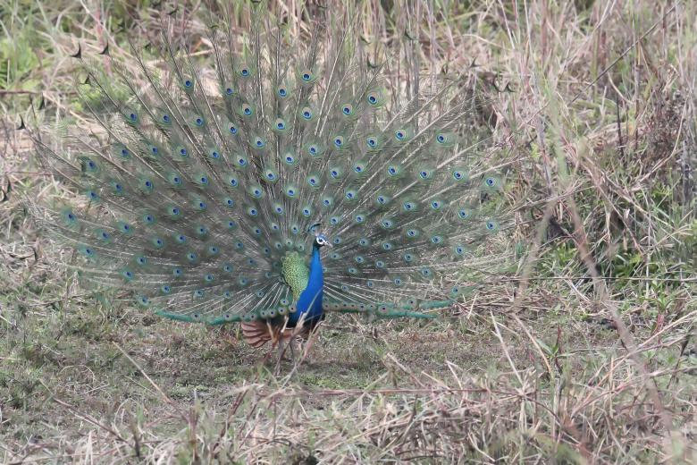 Free stock image of Peacock created by sylvester alphonso