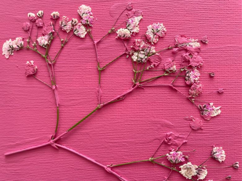 Free stock image of Flower created by Carolyn Anderton