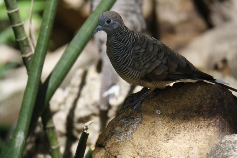 Free stock image of Zebra dove created by sylvester alphonso